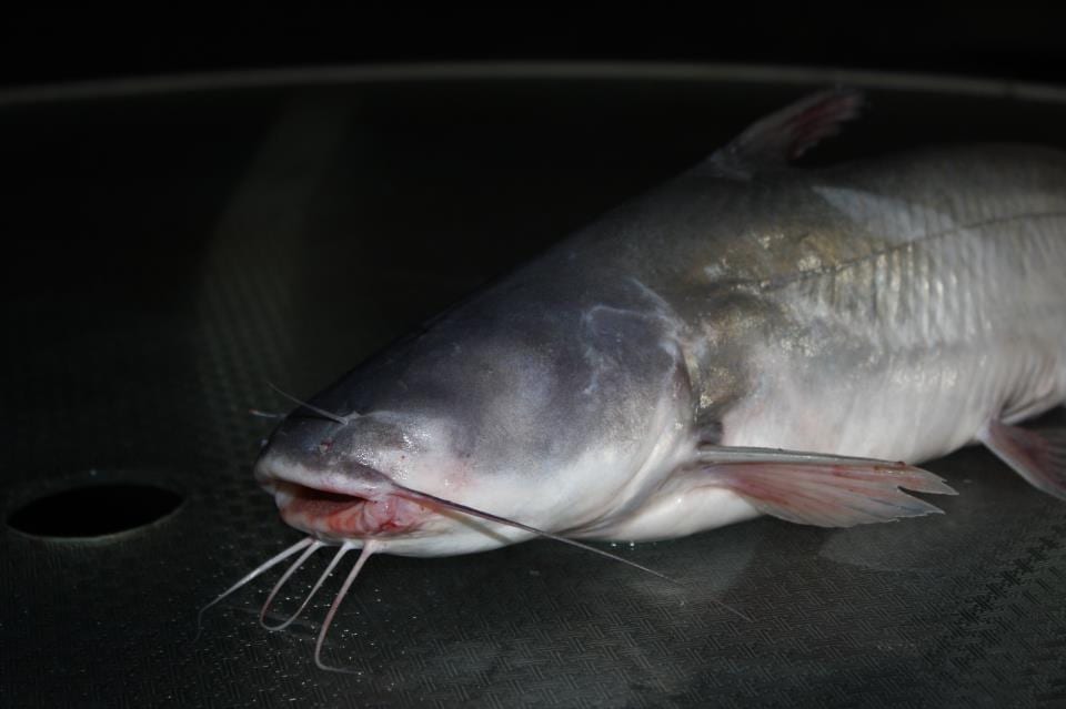One-eyed catfish hooked, gives angler best fight he's ever had