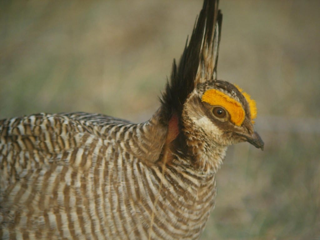 LOOKING FOR SUPPORT: Landowners hoping to be a part of the lesser prairie chicken plan should come to one of the informational meetings next week. Photo by Gerard Bertrand.