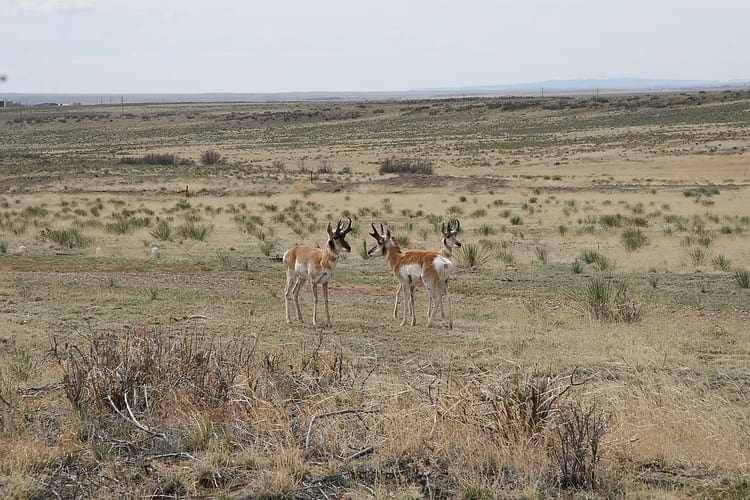 Texas pronghorn antelope moved from Panhandle to Trans Pecos - Texas  Hunting & Fishing | Lone Star Outdoor News