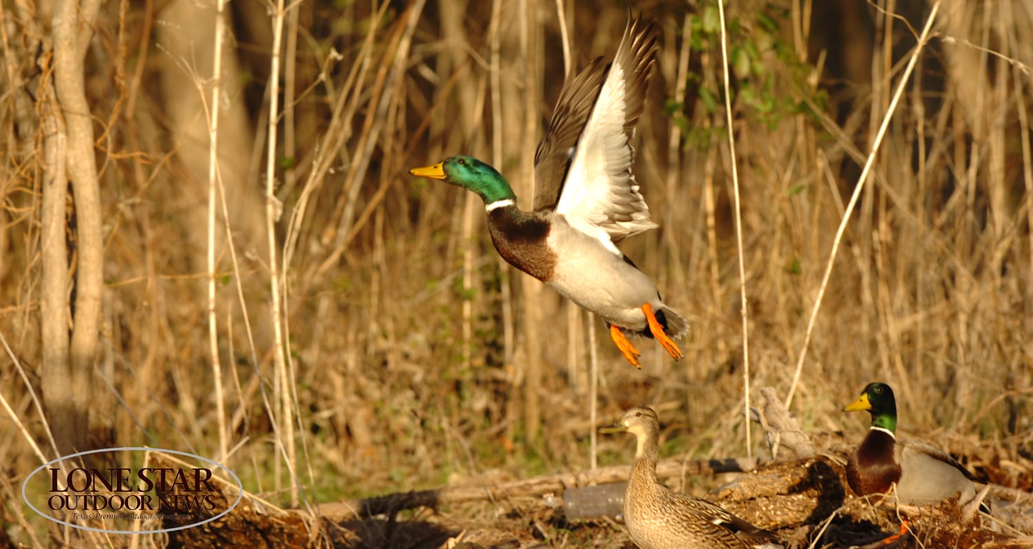 pindas Spectaculair Zaailing Duck migration reports are in - Texas Hunting & Fishing | Lone Star Outdoor  News