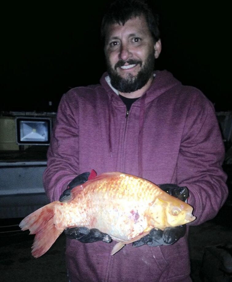 Not From A Fish Tank Bow Fisherman Shoots Lake Record Goldfish