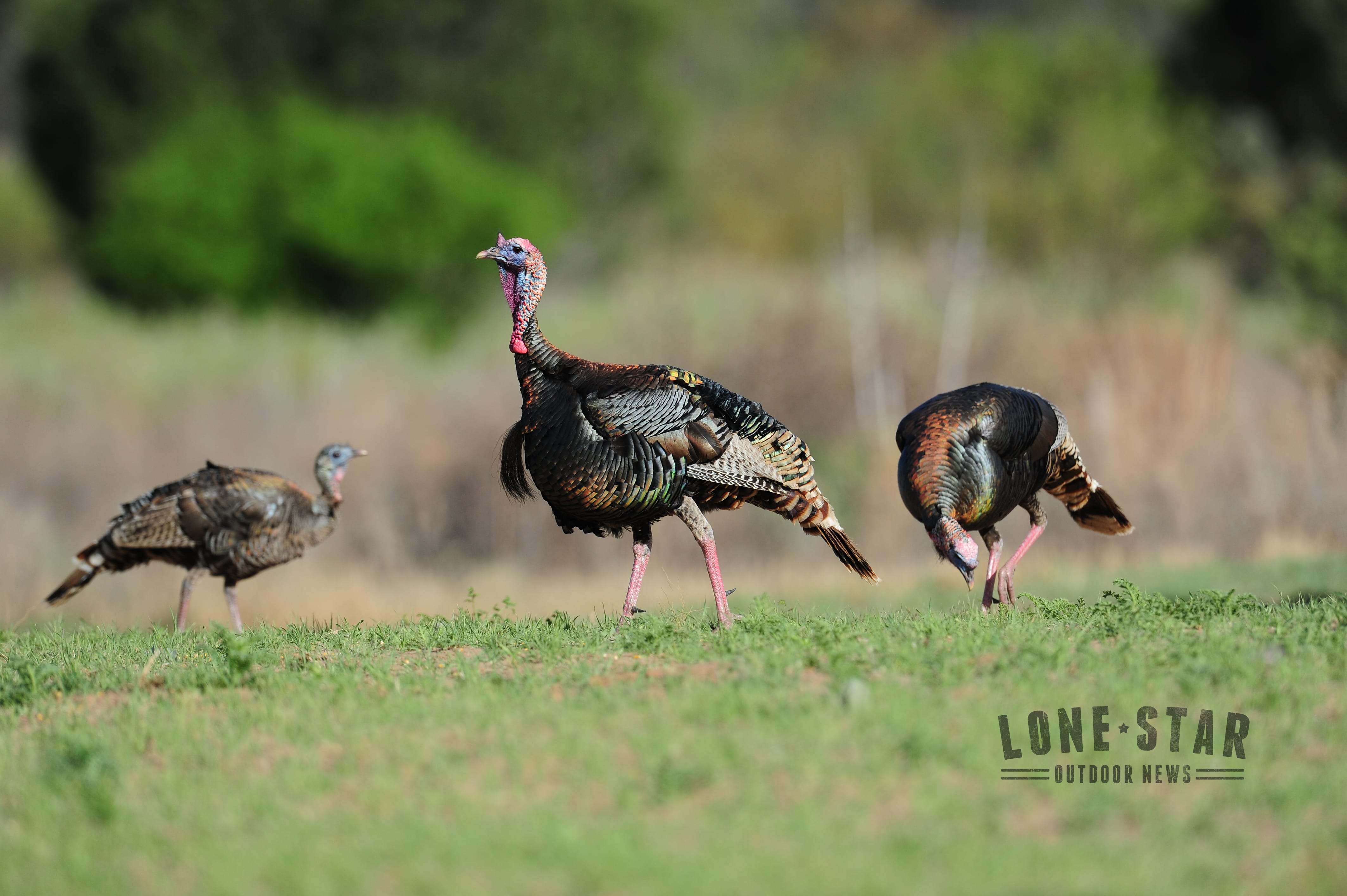 Skill and patience will be tested during Texas turkey season Texas