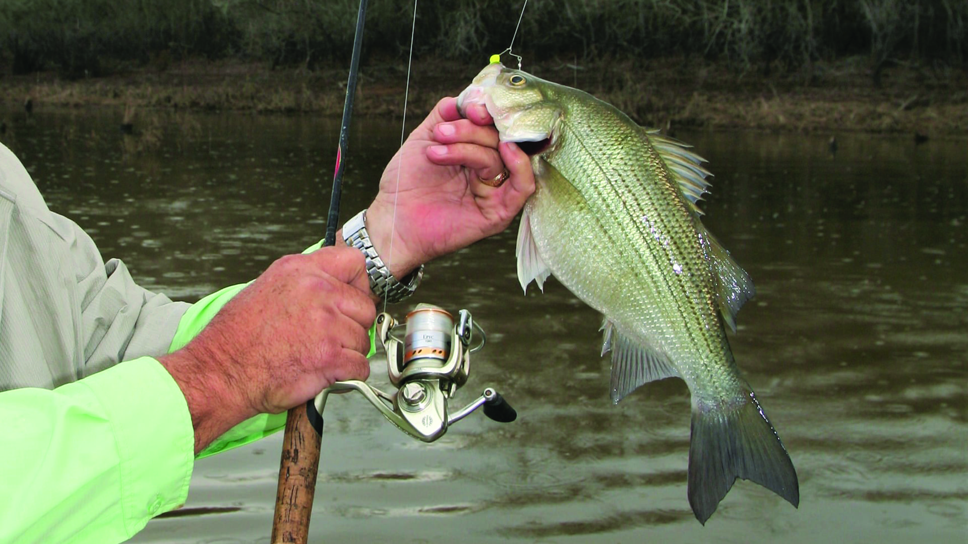 White bass run heating up here's where to find them in Central Texas -  Texas Hunting & Fishing
