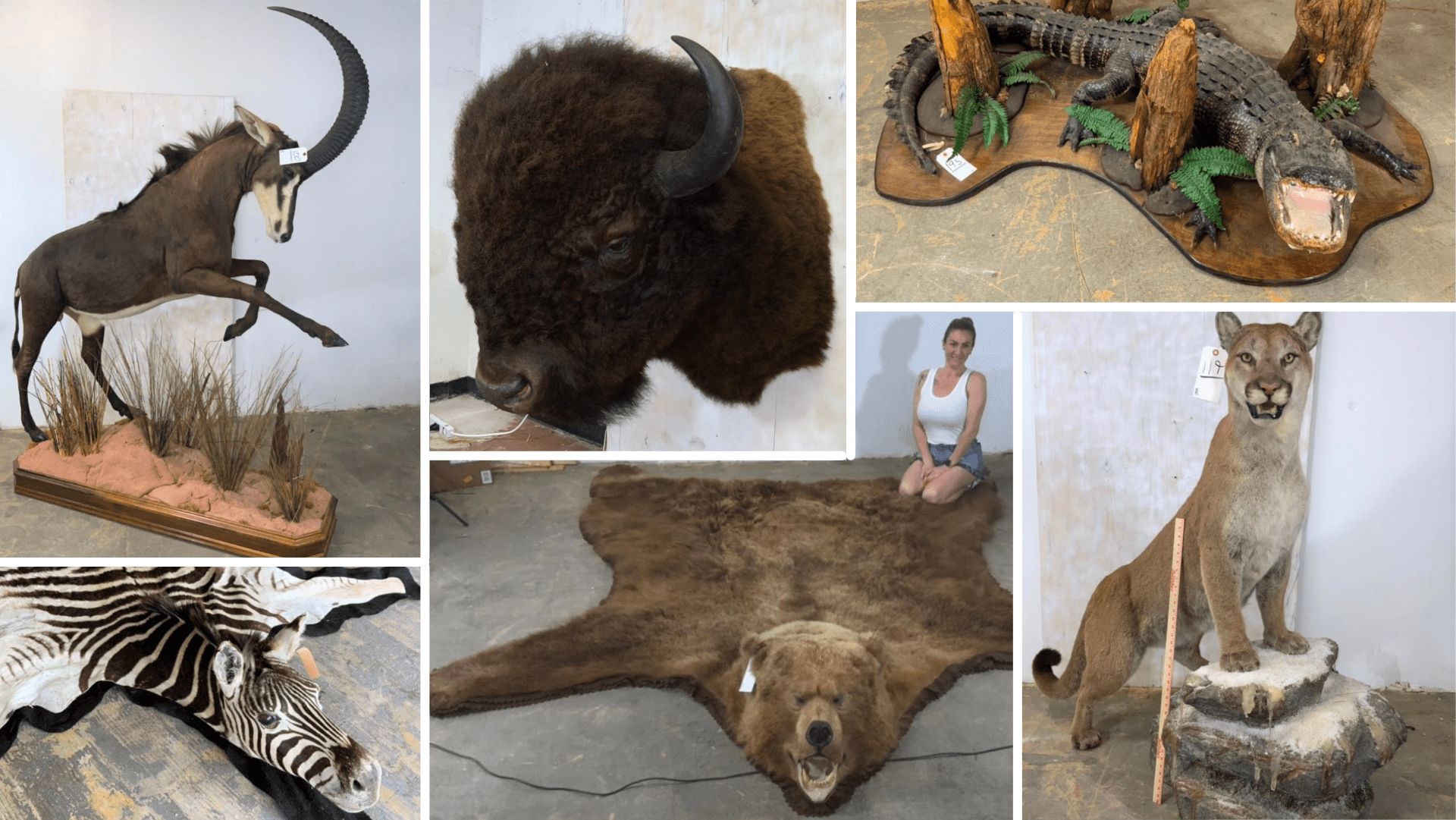 Online taxidermy auction - Texas Hunting & Fishing