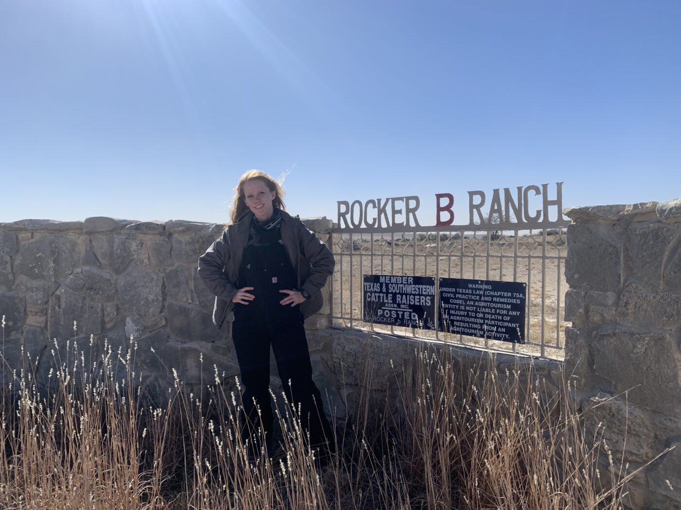 Translocated pronghorn move through modified fences