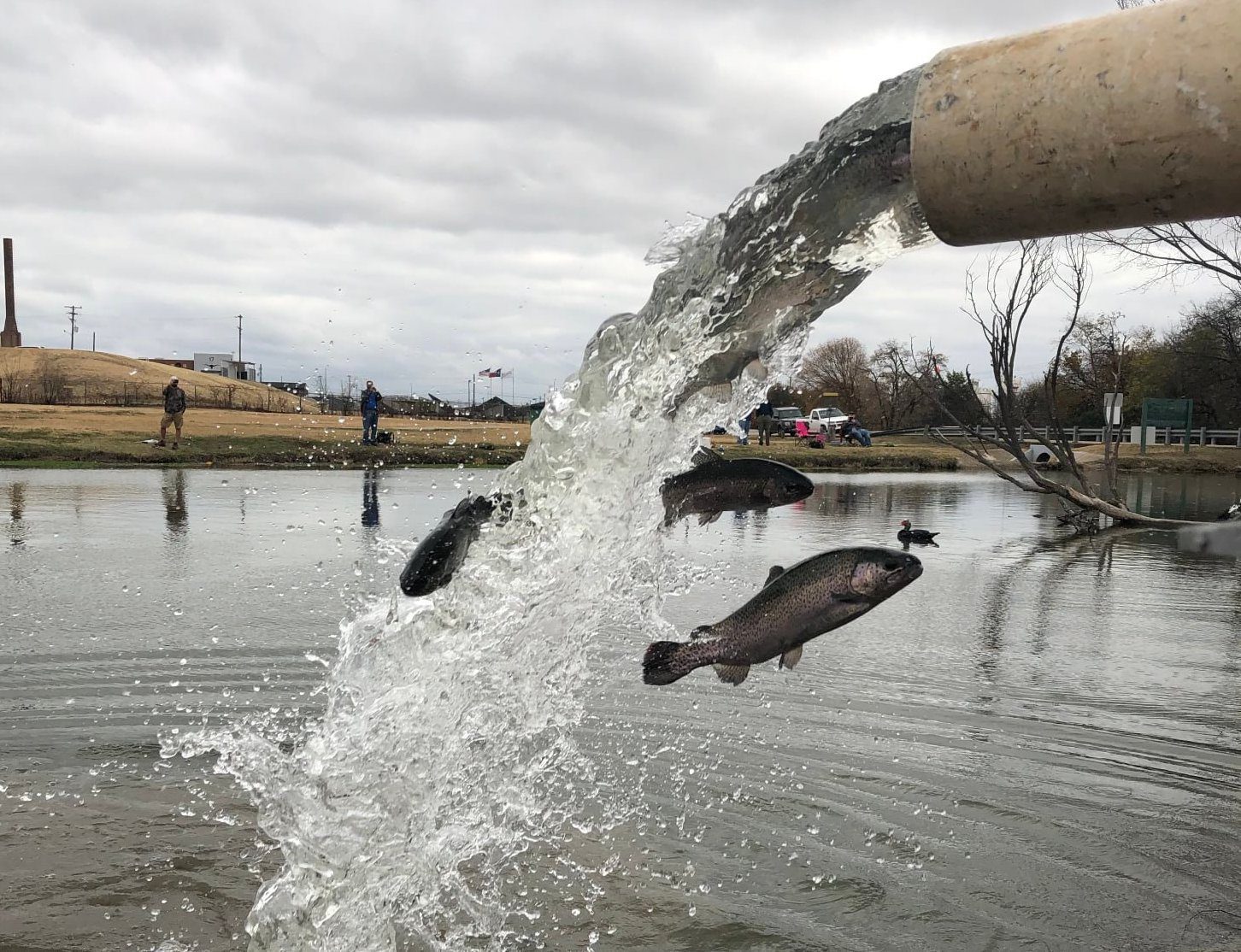 Annual rainbow trout stocking begins Nov. 23 - Texas Hunting