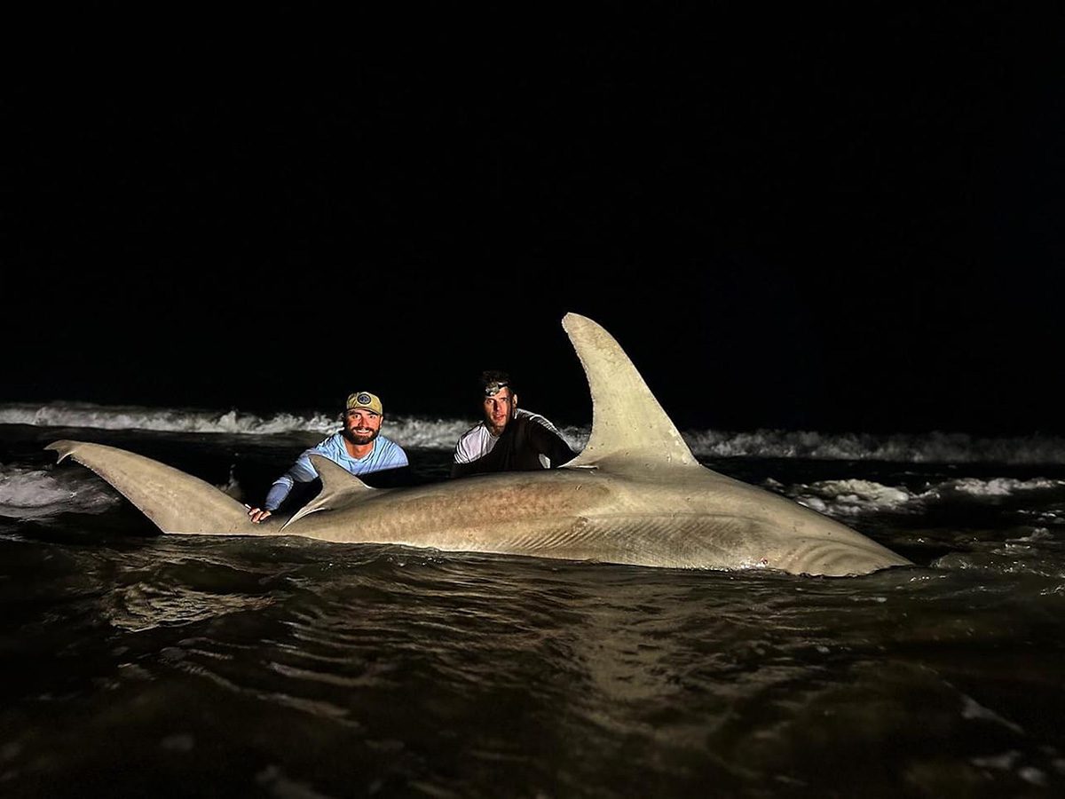 Hammerhead in the Surf: 13-Foot Texas Giant Caught in Storm