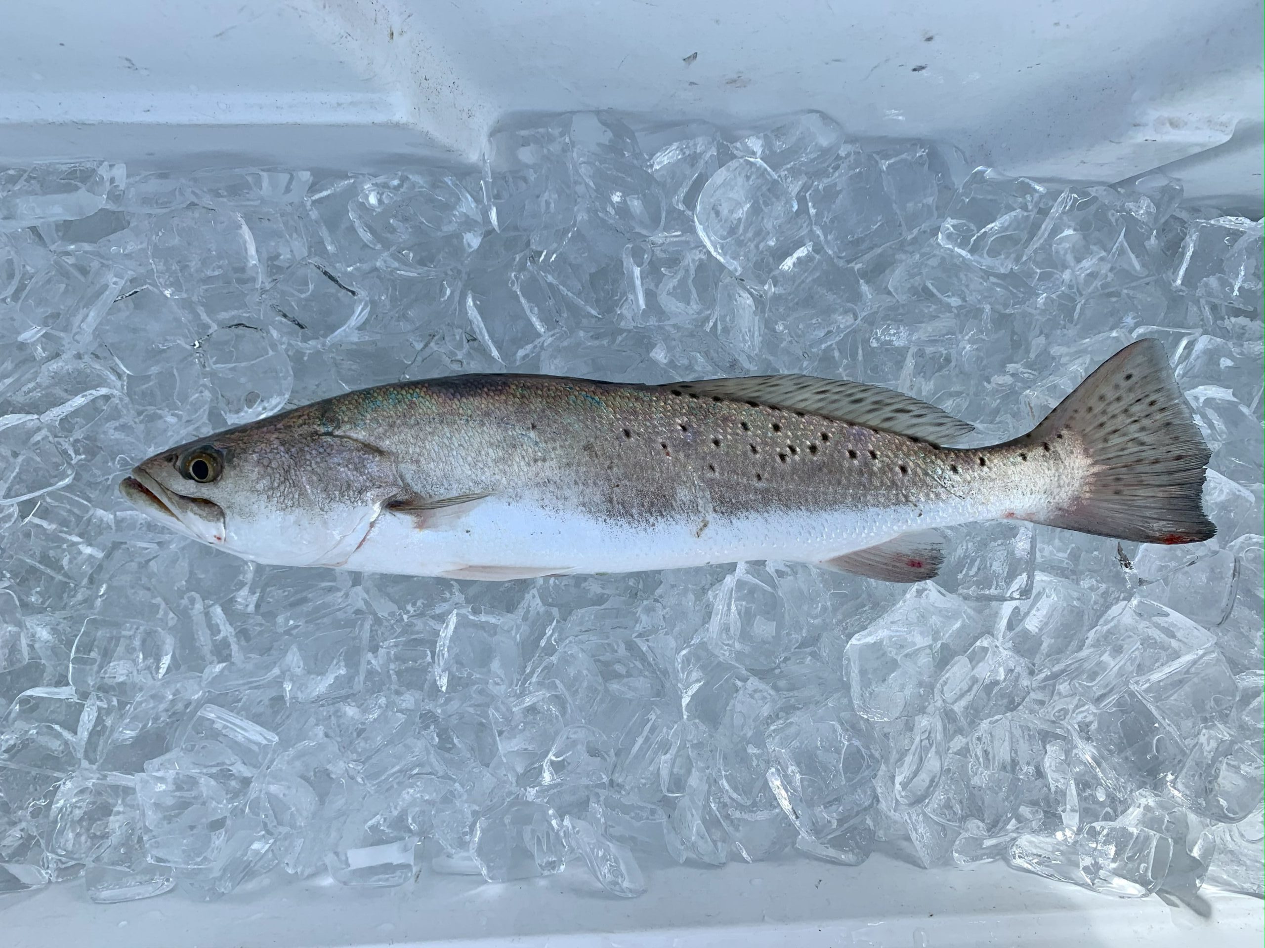 Speckled trout limits - Texas Hunting & Fishing